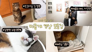 Compilation of videos I couldn’t upload in 2023! | Cat Universe Photo Exhibition