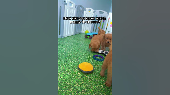 how did you know which puppy to choose?