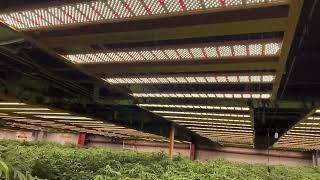 Every day there is goodfeedback from users of supreme led grow light, this is our biggest motivation