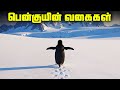18 வகையான பென்குயின்கள் - 18 Types Penguin