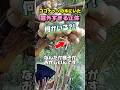 ココナッツの木にいた意外すぎる正体🤭