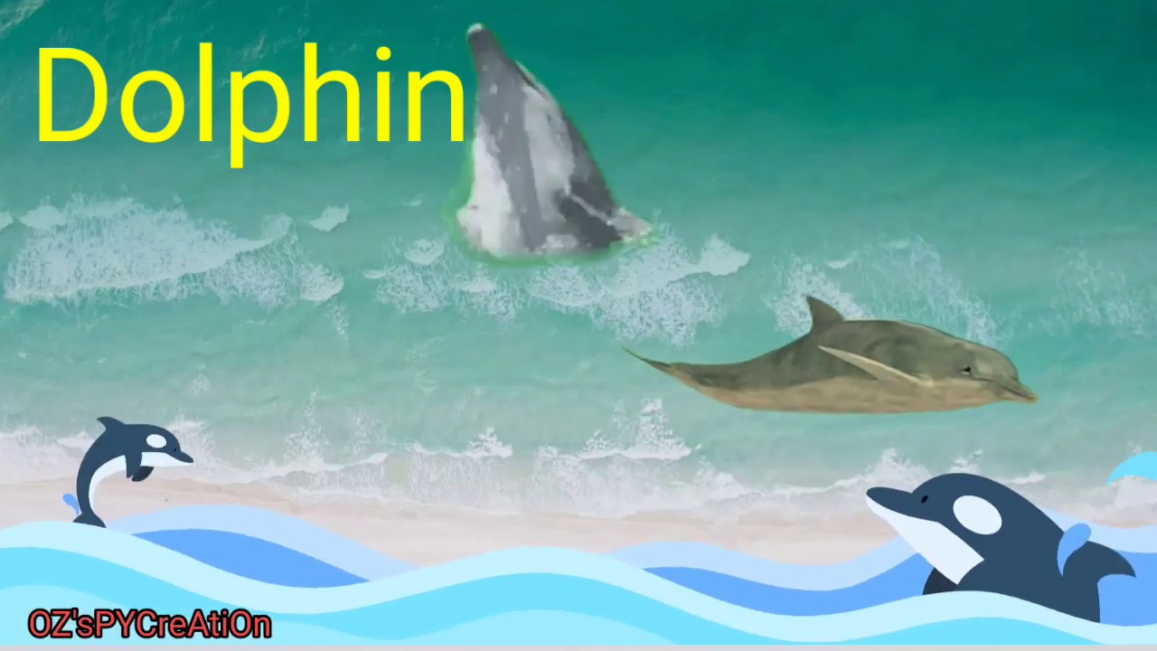 Learn Aquatic (Water) Animals Name with pictures and proper