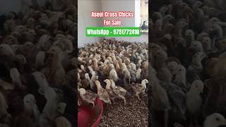 Aseel Cross Chicks for sale #aseelcross #aseelmurga #aseel #aseellovers #aseelmurgalover #chicks