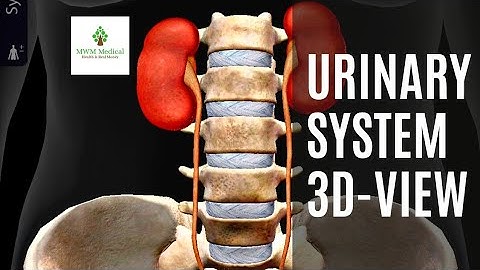 Human Urinary System 3d Animated Anatomy by MWM Medical || Kidney and Urinary Bladder 3d Animation