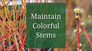 Maintain Colorful Stems: Willow and Dogwood