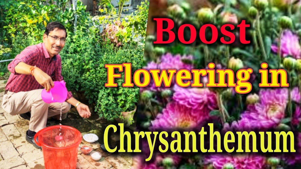 Apply this Liquid Fertilizer to boost flowering in Chrysanthemum / How