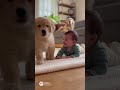 赤ちゃん大好き犬| #shorts #animals #baby