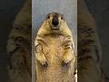 I Tried Inviting My Marmot to Dance #mamochi #marmot #shorts