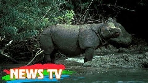 Top 10 loài động vật có nguy cơ tuyệt chủng