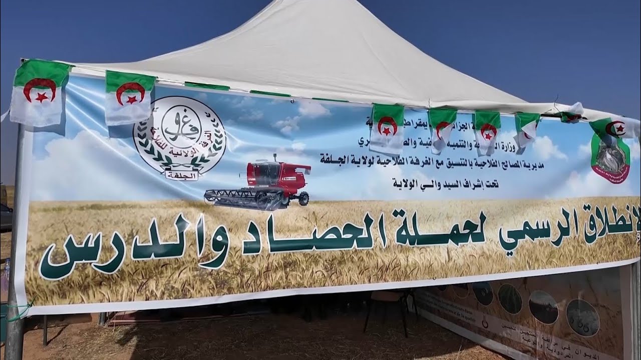 الجلفة: إنطلاق حملة الحصاد والدرس وتوقع إنتاج يفوق مليون قنطار من مختلف أصناف الحبوب