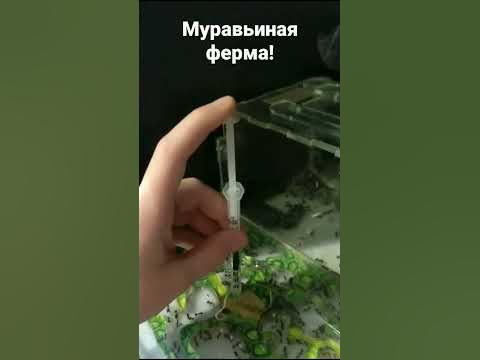 Муравьиная ферма! - YouTube