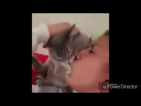 Video: El gato 