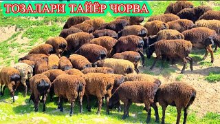 2025 ҚЎЗИЛАРИ НАСЛДОР ХИСОРИЛАР 