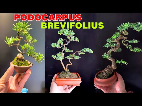 Video 20 mẫu Tùng La Hán bonsai mini bạn nên tham khảo! - youtube