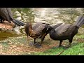 biguás brincando com graveto / Neotropic cormorants playing with sticks (Nannopterum brasillianus)