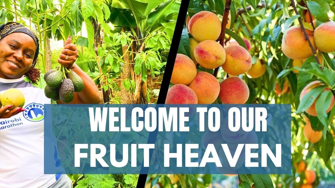 From Bare Land to a Fruit Paradise 🍊🥑 | Our Organic Farm Journey to Self-sufficiency