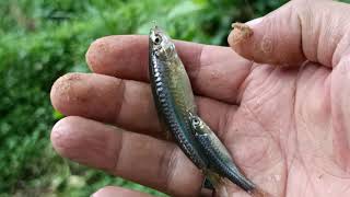 Anti Boncos Rangkaian Renteng Mancing Wader Pari, Mancing Wader Pari Teknik Bom Dan Umpan Jitu