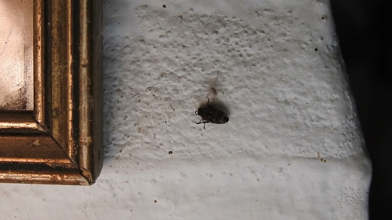 Araña de pared (Oecobius navus) intentando capturar presa