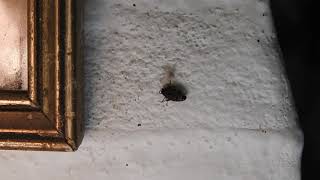 Araña de pared (Oecobius navus) intentando capturar presa