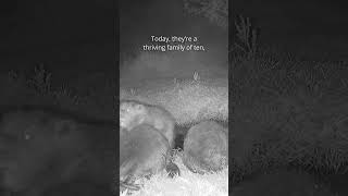 Two and a half years with Heal’s wild beavers: from first signs to a thriving family 🦫