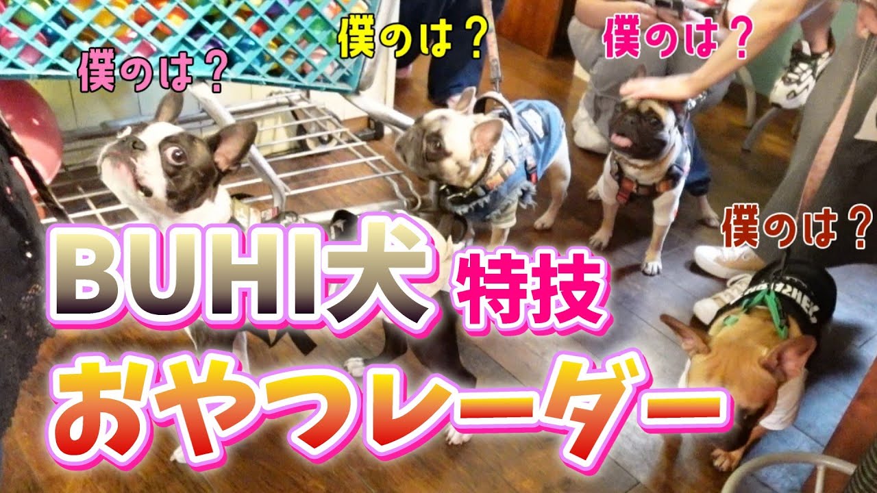 カフェのBUHIイベントで個性強いフレブルに囲まれた#ボストンテリア #フレンチブルドッグ #ドッグカフェ