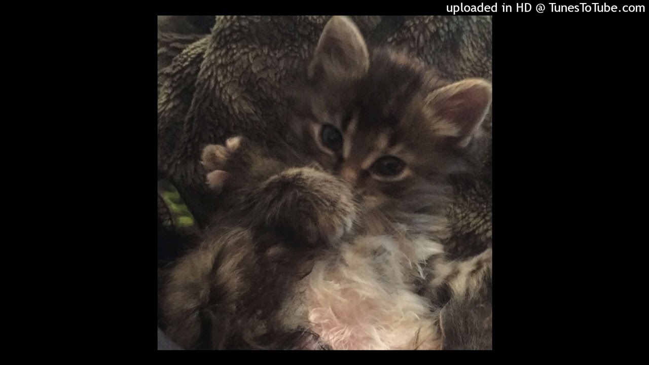 CLAMS CASINO + FENG TYPE BEAT 