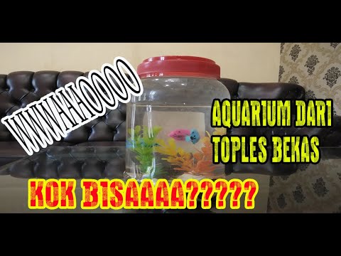 Cara tutorial membuat aquarium  mini dari toples bekas 