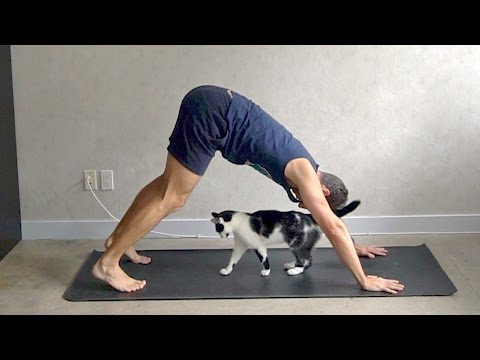 Doing Yoga With Cats Around - Doing Yoga With Cats Around