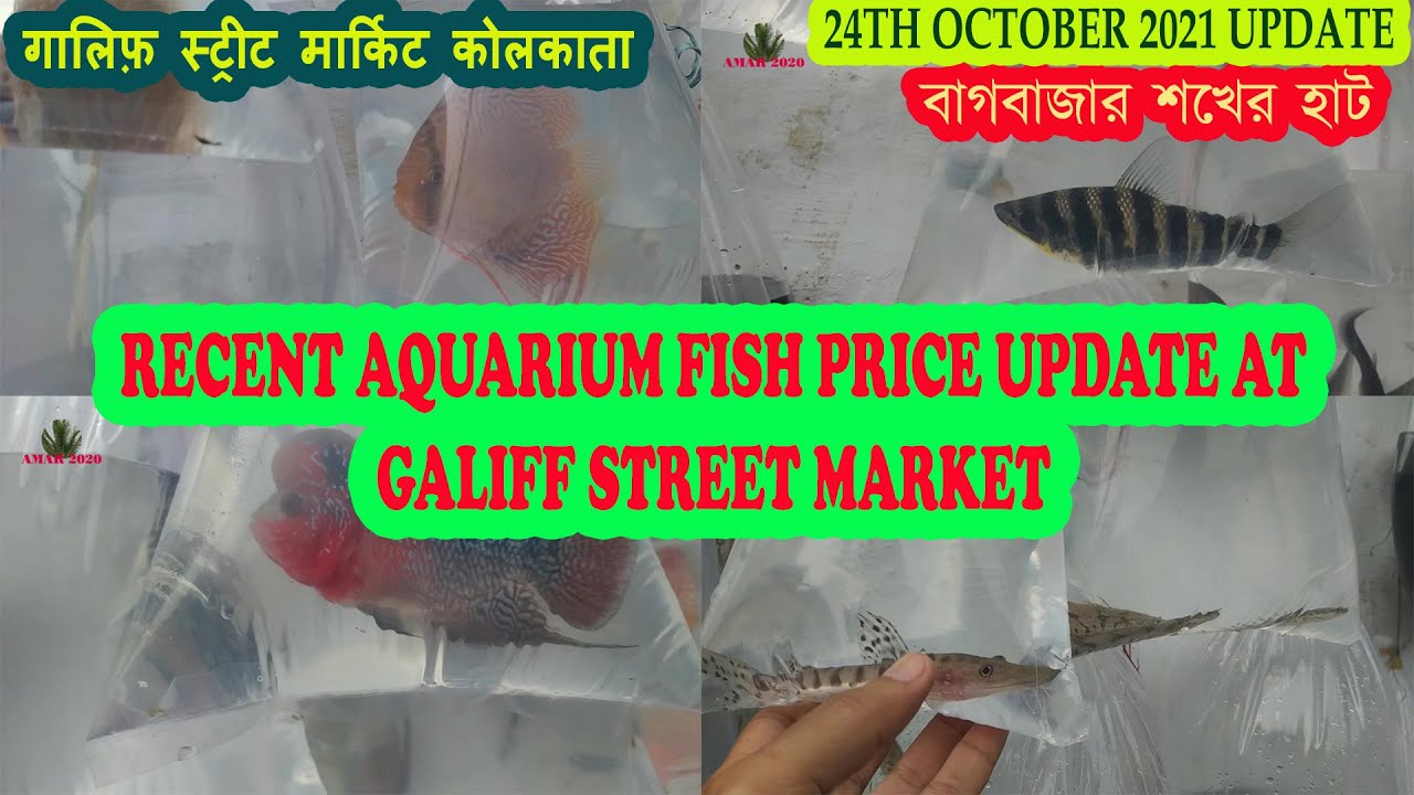 GALIFF STREET AQUARIUM FISH MARKET KOLKATA RECENT AQUARIUM FISH PRICE