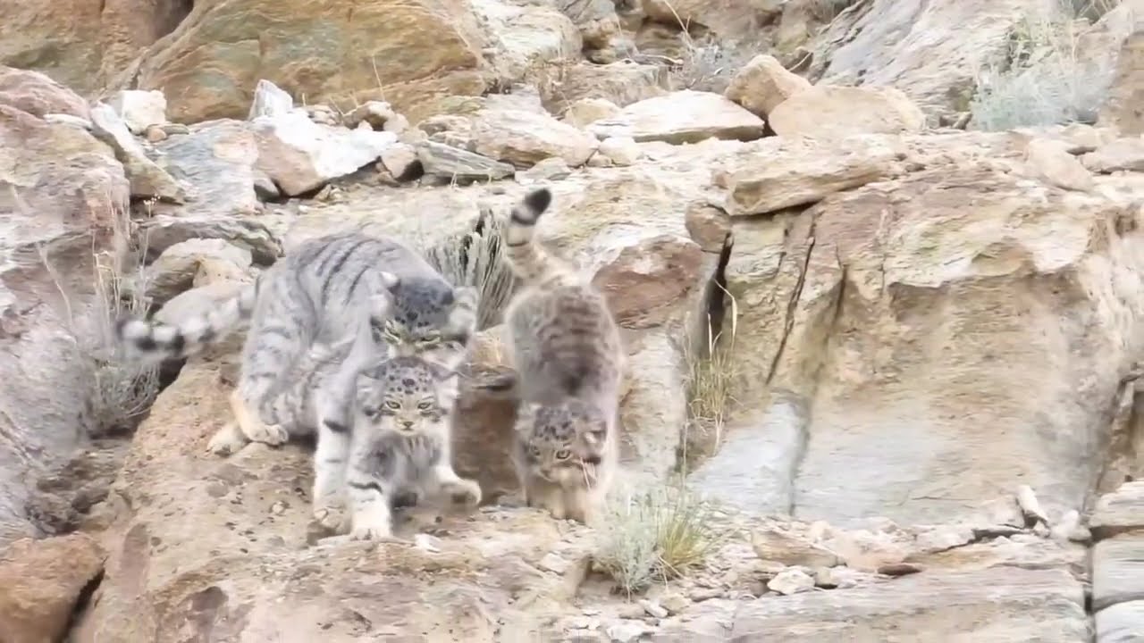 A Rare Moment: Feral Cat and Her Kittens on the Mountain
