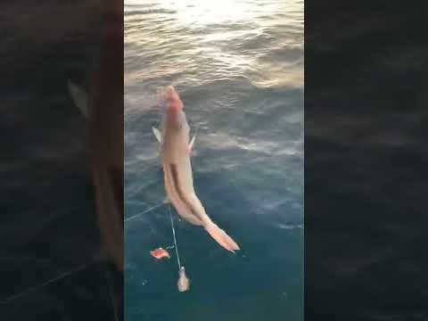 رحلات صيد الاسماك دبي 971504699554 صيد سمك في دبي حداق اسماك في دبي طراد طراريد صيد سمج دبي