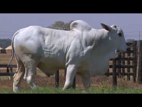 43º Mega Leilão Carpa Touros | LOTE 17 - 8383