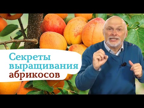 Как выращивать вкусные абрикосы на севере?