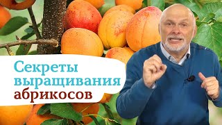 Как выращивать вкусные абрикосы на севере?