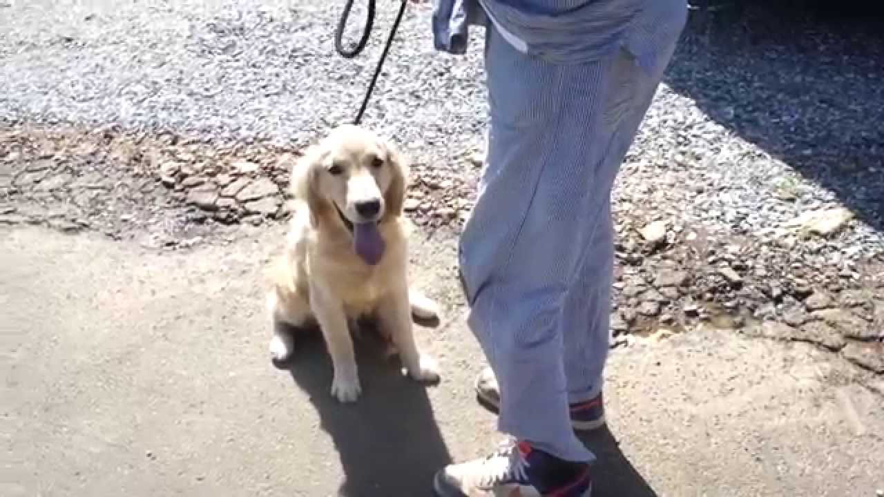 犬のしつけ教室 ゴールデンレトリーバーの散歩 静岡県 牧之原市 Youtube