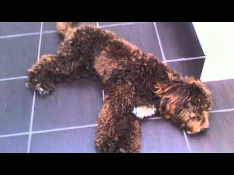 Dennis the cockapoo plays dead - YouTube