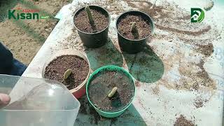 How to plant moon cactus cuttings. | मून कैक्टस कटिंग कैसे लगाएं
