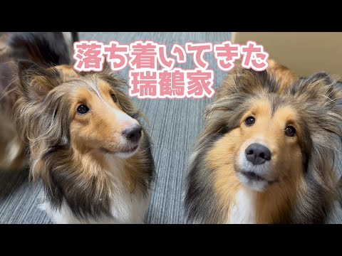 【シェルティ】落ち着いてきた瑞鶴家🐾【休憩タイム】