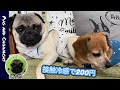 100均の犬服　接触冷感とメッシュ素材の２種類買ってみた。+被り物も（パグとチワックス）