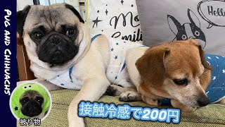 100均の犬服　接触冷感とメッシュ素材の２種類買ってみた。+被り物も（パグとチワックス）