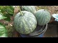 Арбузы в одной теплице с помидорами Часть 2 Результат поразил
