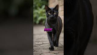 Top 5 indian cat breeds | indian cat breeds | popular indian cat breeds |