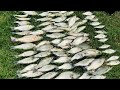 White Bass and Crappie at Sardis Lake Spillway (90 FISH IN 90 MINUTES!!!)