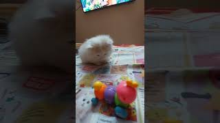 My Sweetu Compilation | Journey Of My Sweetu | Part-1 | @Sweetupersiancat2024 by Sweetu - The Persian Cat 263 views 1 month ago 8 minutes, 27 seconds