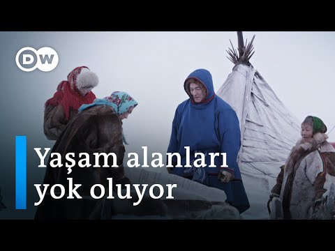 Rusya’nın Şaman halkı Nenetslerin yaşayacak yerleri kalmadı - DW Türkçe