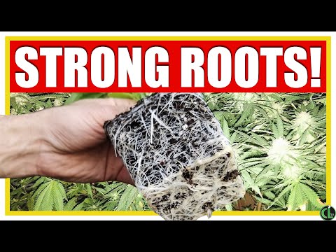 Video: Cannabis Rootwort