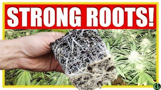 5 Tips to Grow STRONG, HEALTHY ROOTS
