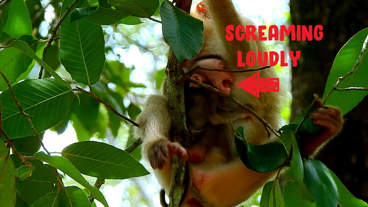 Oh! God! Poor baby Rex screaming loudly cause hungry, Rex hard weaning poor baby Rex