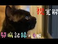 子猫のモカが教えてくれたこと🌸余命宣告から寛解までの全記録