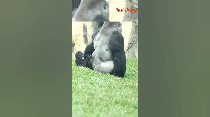 na na na #toothpaste #father #animals #funny #shortsvideo #YouTube shorts #reddiary parrot